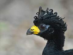 Bare-faced Curassow