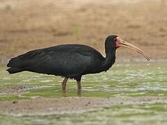 Bare-faced Ibis