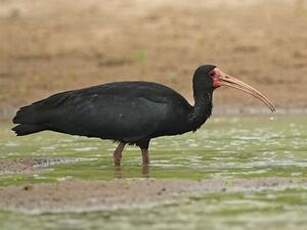 Ibis à face nue