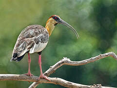 Buff-necked Ibis