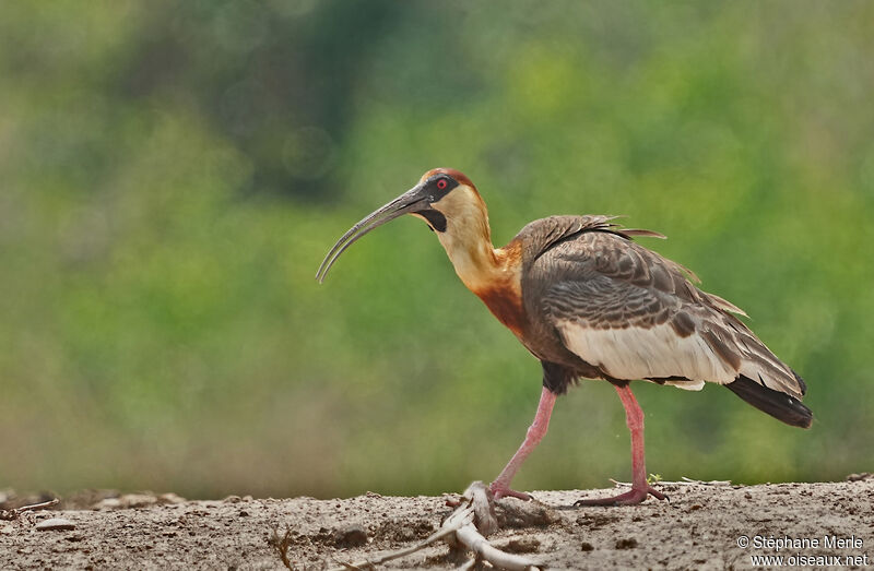 Ibis mandoreadulte