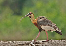 Buff-necked Ibis