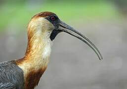 Buff-necked Ibis