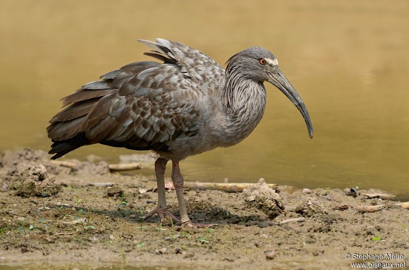 Plumbeous Ibisadult