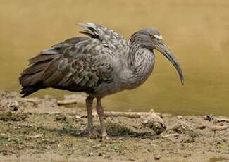 Ibis plombé