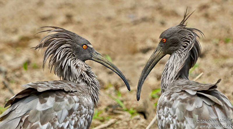 Ibis plombéadulte