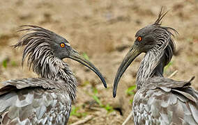 Ibis plombé