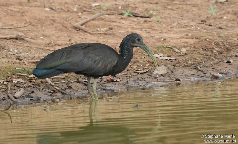 Ibis vertadulte