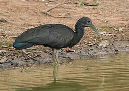 Green Ibis