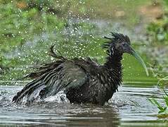 Green Ibis