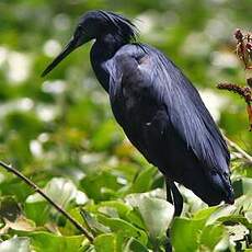 Aigrette ardoisée