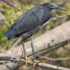 Aigrette ardoisée