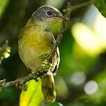 Apalis à gorge jaune