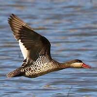 Canard à bec rouge