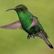 Colibri à tête cuivrée