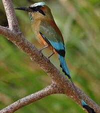 Motmot à sourcils bleus