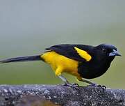 Oriole monacal