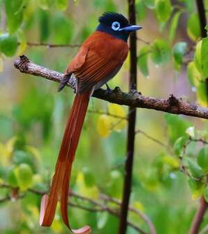 Monarchidae Systematic Classification Oiseauxnet Birds