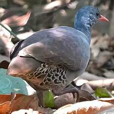 Tinamou à petit bec