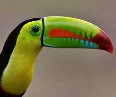 Toucan à carène