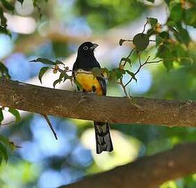 Trogon à tête noire