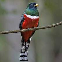 Trogon rosalba