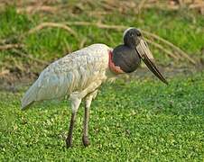 Jabiru