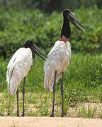 Jabiru