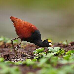 Jacana du Mexique