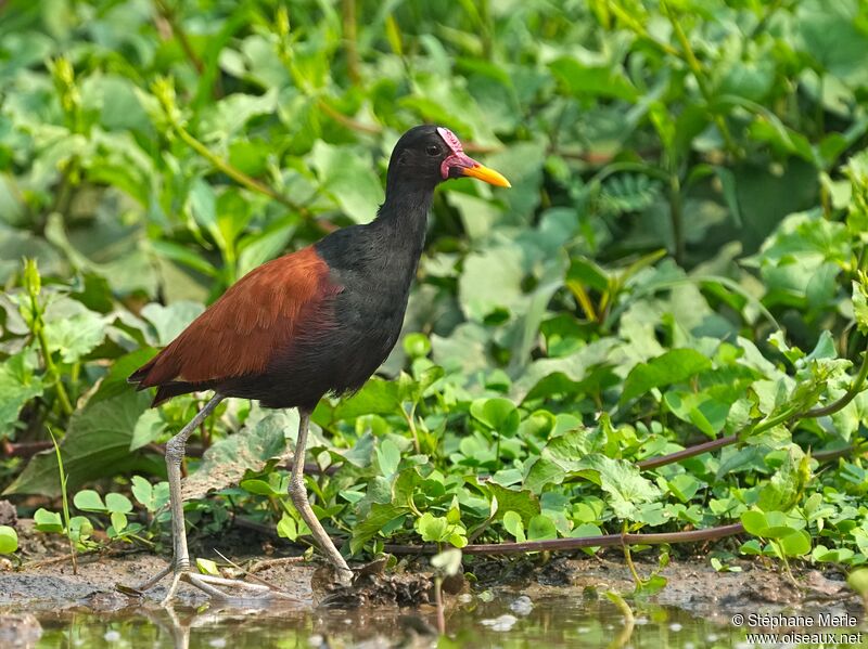 Wattled Jacanaadult