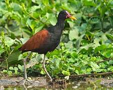 Wattled Jacana