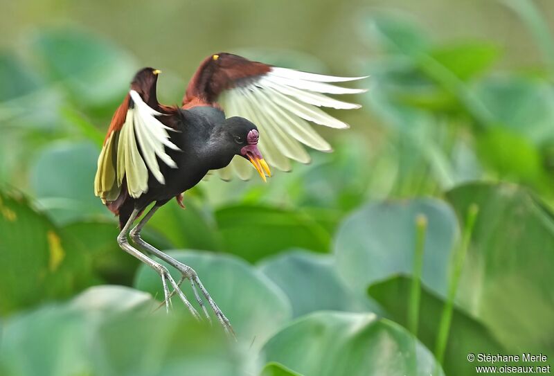 Wattled Jacanaadult