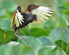 Wattled Jacana