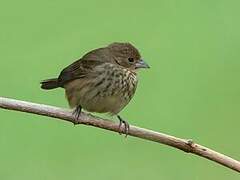 Blue-black Grassquit