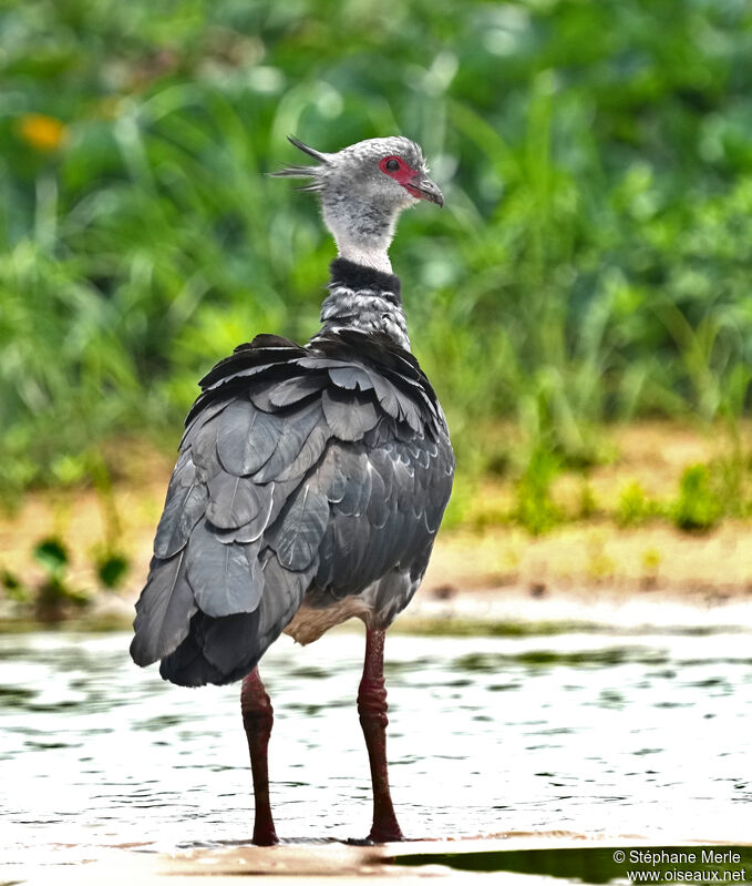 Southern Screameradult