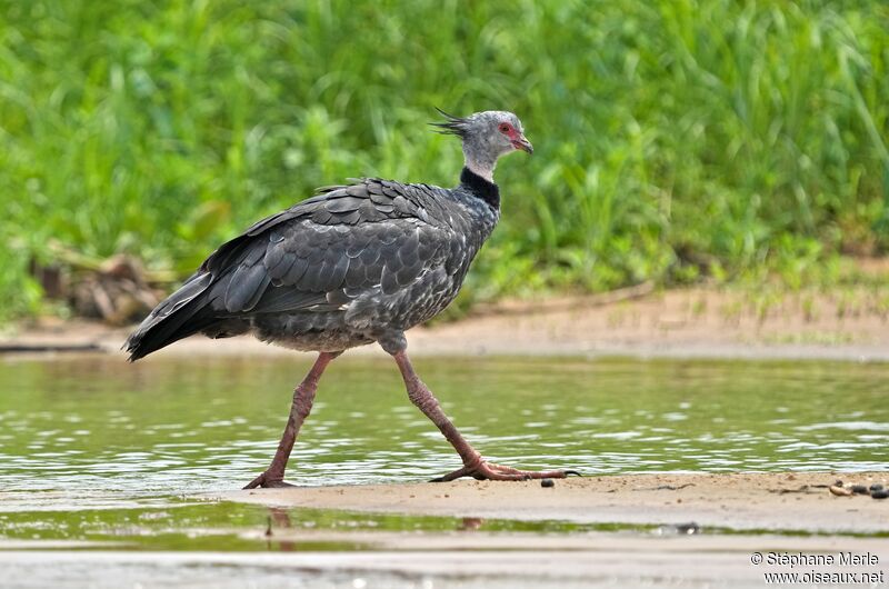 Southern Screameradult