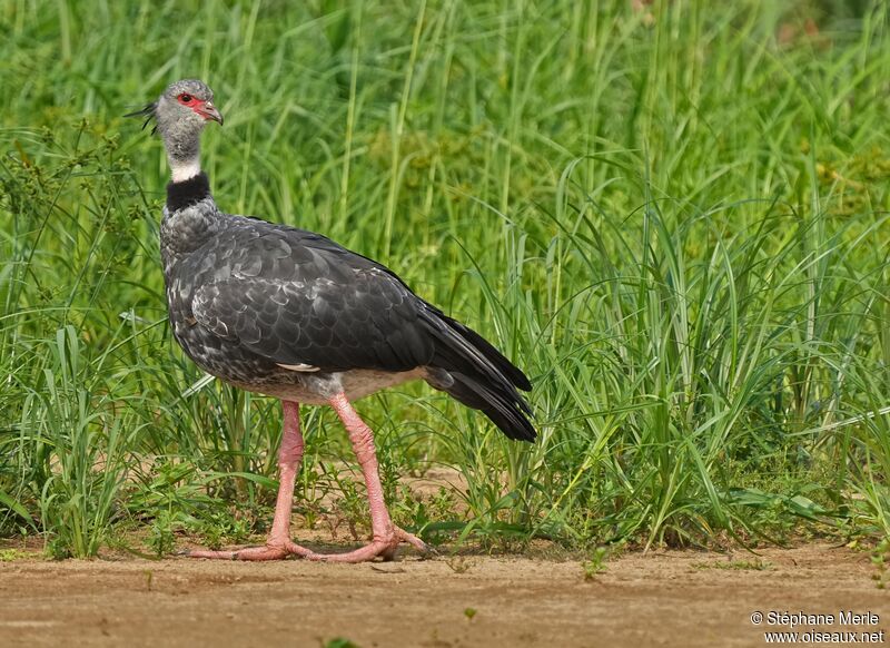 Southern Screameradult