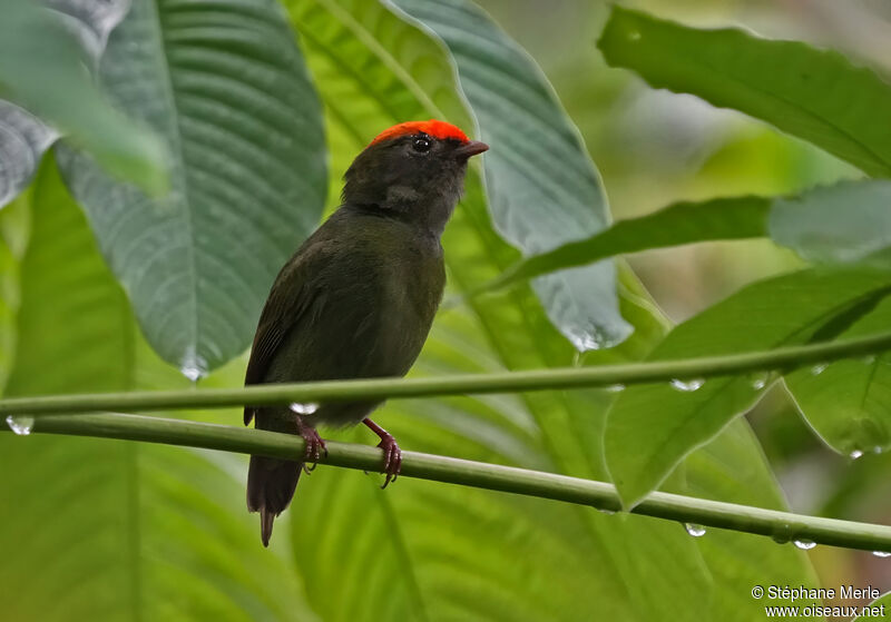 Manakin à longue queue mâle 1ère année