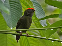 Manakin à longue queue