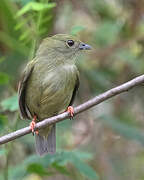 White-bearded Manakin