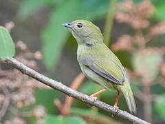 White-bearded Manakin