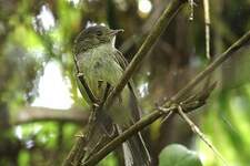 Manakin de la Serra do Mar