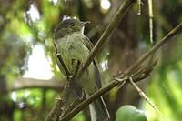 Manakin de la Serra do Mar