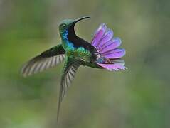 Black-throated Mango