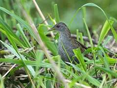 Ash-throated Crake