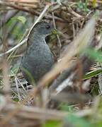 Ash-throated Crake