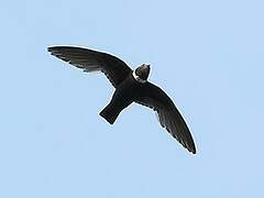 White-collared Swift