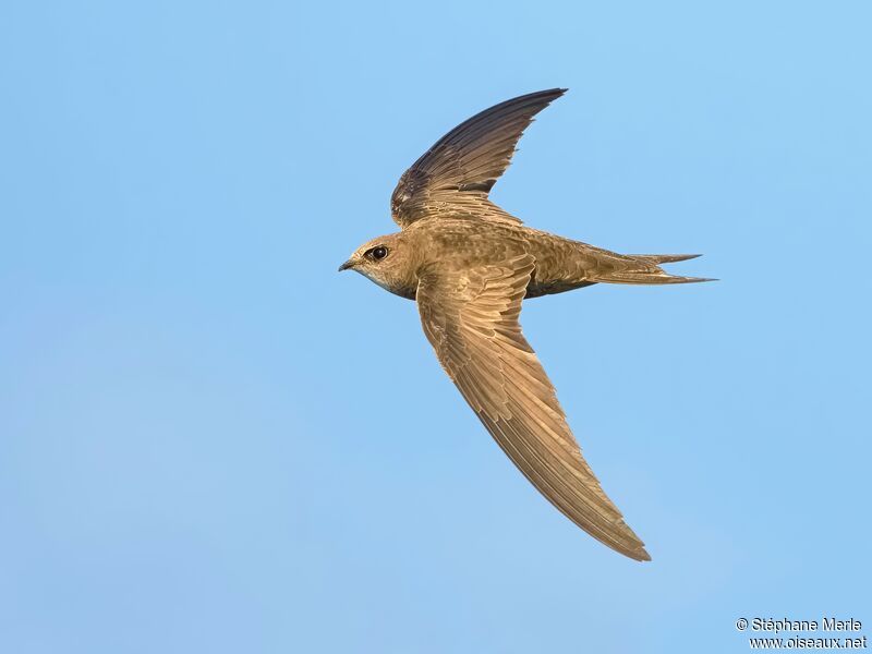 Pallid Swiftadult