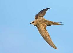 Pallid Swift