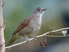 Creamy-bellied Thrush